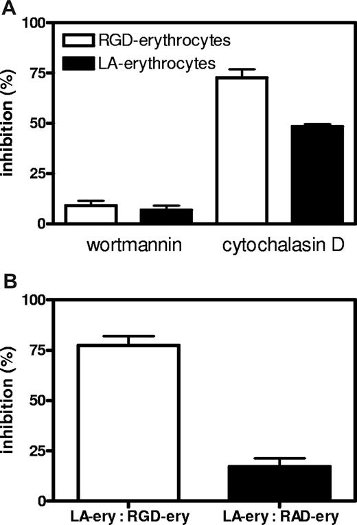Figure 4. Inhibition and competition of RGD-erythrocytes and lactadherin-erythrocytes for binding and uptake by HUVECs. (A) HUVECs were preincubated with wortmannin (50 nM) and cytochalasin D (10 μM) for 30 minutes followed by 1-hour incubation with PKH-26–labeled RGD-erythrocytes and lactadherin (LA)–erythrocytes. Both RGD-erythrocytes and LA-erythrocytes show the same inhibitor profile, indicating that both are processed by the same internalization route (values mean ± SEM). (B) Lactadherin-erythrocytes were PKH-26 labeled and added to HUVECs in presence of an equal volume (1:1 vol/vol) of unlabeled RAD- or RGD-erythrocytes. After 1-hour incubation at 37°C, samples were removed and wells were washed. Next, cells were detached with trypsin/EDTA and measured by FACS. Percentage of maximum inhibition was calculated and expressed as mean plus or minus SEM.
