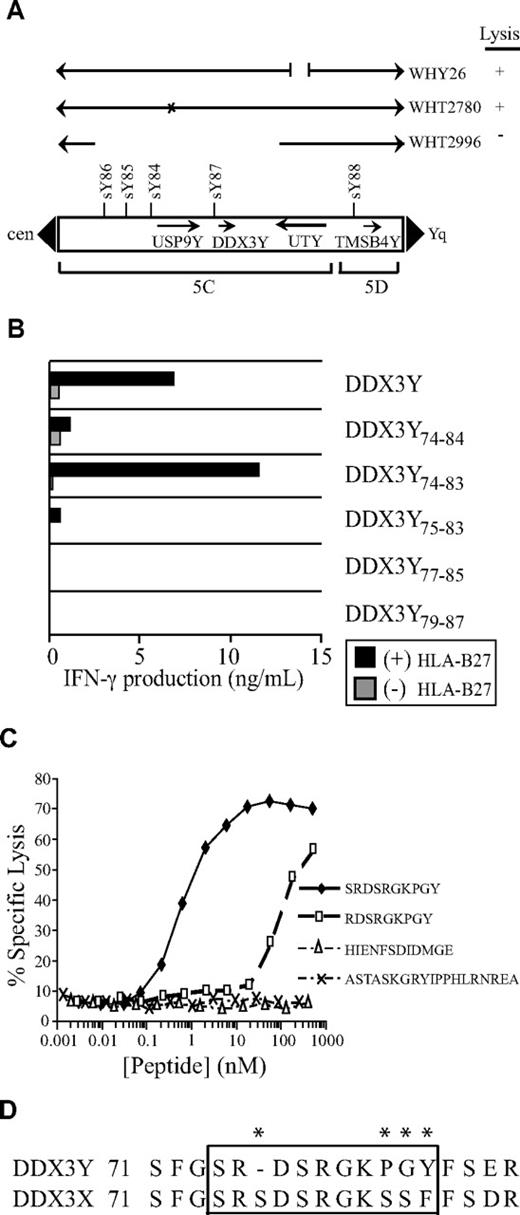 Figure 2. DDX3Y encodes the H-Y antigen recognized by CTL clone 68H7-819. (A) Localization by Y-chromosome deletion mapping of the gene encoding the H-Y antigen recognized by CTL 68H7-819. The CTLs were tested for recognition of EBV-LCLs derived from males carrying Y chromosomes with constitutional deletions in a 51Cr release assay at E/T 10:1. EBV-LCLs were infected the day before the assay with a recombinant vaccinia virus carrying an HLA-B*2705 transgene. EBV-LCL WHT2996 is derived from an individual with a deletion encompassing genes DDX3Y and USP9Y.38 WHT2780 is derived from an individual with a splice site deletion that results in 90% truncation of the USP9Y gene, indicated by an X.38 WHY26 is from an individual with a chromosomal break in UTY. Arrows indicate the intact and aberrant segments of the Y chromosome. Y-chromosome landmarks include the boundaries of deletion intervals 5C and 5D, and selected sequence-tagged sites. + indicates lysis of 35% or more, and − indicates lysis of 4% or less. (B) Plasmids encoding DDX3Y minigenes were cotransfected into COS-7 cells with a plasmid encoding HLA-B*2705. On the following day, CTL 68H7-819 was added to the COS-7 transfectants, and IFN-γ release was measured in the supernatants by ELISA after 20 hours of coculture. (C) Epitope reconstitution assay to determine CTL 68H7-819 recognition of donor EBV-LCLs that had been pulsed for 30 minutes with the indicated synthetic peptides over the indicated range of concentrations; 4-hour 51Cr release assay, E/T 5:1. (D) Partial sequence alignment of the DDX3Y and DDX3X proteins spanning the region that includes the epitope recognized by CTL 68H7-819. Asterisks indicate disparate residues.