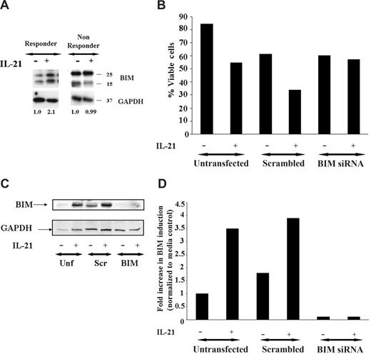 Figure 2. Induction of BIM is required for direct apoptosis induced by IL-21. (A) IL-21 induces BIM induction. CD19+ B-CLL cells were stimulated with media, IL-21 (100 ng/mL) for 24 hours. Cells were lysed in appropriate buffers and analyzed by Western blotting using specific mAb for Bim and glyceraldehyde-3-phosphate dehydrogenase (GAPDH) as described in Methods. Figure shows data from a representative responding and nonresponding patient. Numbers below the lanes represent the fold increase in Bim levels in IL-21–stimulated CLL cells relative to unstimulated cells from the same patient and normalized to GAPDH levels. Data are expressed in relative densitometric units. (B) BIM siRNA protects CD19+ B-CLL cells from IL-21–mediated direct cytotoxicity. CD19+ B-CLL cells were mock transfected (no siRNA) or were transfected with nonsense siRNA or BIM siRNA (n = 3). The CLL cells transfected with Bim siRNA are resistant to the IL-21–mediated direct cytotoxicity compared with scrambled or mock-transfected cells. (C) Western blot analysis of BIM protein expression in nonsense siRNA, BIM-specific siRNA, and mock-transfected CLL cells. The CLL cells mock transfected or nonsense siRNA or BIM siRNA and treated with IL-21 or media therapy for 72 hours and analyzed by immunoblot using BIM specific antibody. GAPDH panel represents the loading control. (D) The bar graph representing the fold increase in the BIM with and without IL-21 is shown. Results shown are representative of 3 independent patients.