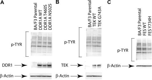 Figure 2. Expression of nonsynonymous sequence variants does not alter cellular phosphotyrosine content. Evaluation of phosphotyrosine levels after expression of mutant DDR1, TEK, and FES. Ba/F3 cells were stably transfected. Cells were serum starved overnight and subjected to immunoblot analysis for phosphotyrosine (4G10) as well as total (A) DDR1, (B) TEK, or (C) FES.