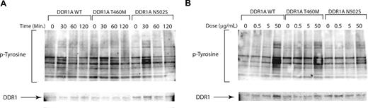 Figure 3. Nonsynonymous sequence variations do not alter sensitivity to cognate ligands. Collagen stimulation of DDR1 mutants for evaluation of ligand hypersensitivity. Ba/F3 cells stably transfected with wild-type and mutant DDR1 as in Figure 2. Cells were serum starved overnight at which time they were collagen stimulated with (A) a time course or (B) a dose response for the indicated times and doses. Cell lysates were subjected to immunoblot analysis for phosphotyrosine (4G10) and total DDR1.
