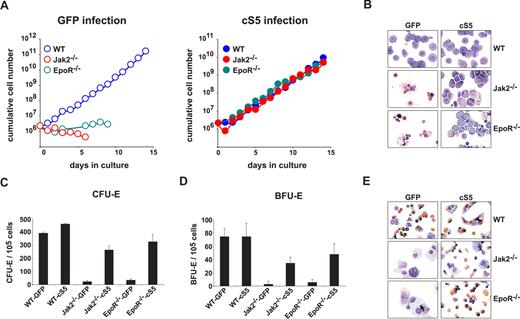 Figure 1. Expression of cS5 rescues proliferation and differentiation of EpoR−/− and Jak2−/− erythroid cells. (A) E12.5 WT, EpoR−/−, and Jak2−/− fetal liver cells infected with retroviruses encoding GFP (left panel) or cS5 (right panel) were cultivated in proliferation medium and cumulative cell numbers calculated after daily determination of growth rates. Data plotted for 1 typical experiment of 4. (B) Cytospins were prepared at day 6 from erythroid cultures shown in (A) and stained for hemoglobin (brownish color) plus histologic dyes. WT, Jak2−/−, and EpoR−/− fetal liver cells expressing cS5 or GFP were subjected to CFU-E- (C) or BFU-E assays (D), and acid benzidine–positive colonies were scored at day 2 (CFU-E) or day 8 (BFU-E), respectively. (E) Cytospins of cells retrieved from the CFU-E assays in (C), stained with hematoxylin/eosin and for hemoglobin (brownish color).