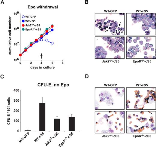 Figure 2. cS5 expression allows erythroid development in the absence of Epo. (A) E12.5 WT, EpoR−/−, and Jak2−/− fetal liver cells were infected with retroviruses encoding GFP or cS5 and cultivated in proliferation medium without Epo for 6 days. Cumulative cell numbers are shown for one representative experiments of 3. (B) Cytospins were prepared from cultures shown in panel A at day 4 ( in A) and stained with hematoxylin/eosin and benzidine. indicates apoptotic cells; ▶, pyknotic nuclei. (C) WT fetal liver cells expressing cS5 or GFP, or Jak2−/− and EpoR−/− cells expressing cS5, were subjected to CFU-E assays in the absence of Epo and acid benzidine–positive colonies scored at day 2. (D) Cytospins of cells retrieved from the CFU-E assays in (C), stained with hematoxylin/eosin and for hemoglobin (brownish).