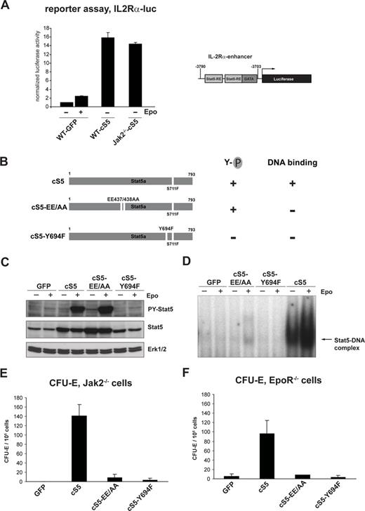 Figure 3. cS5 allows Epo-independent induction of a Stat5-responsive reporter construct but requires tyrosine phosphorylation and DNA-binding for activity. (A) Self renewing WT GFP and cS5-expressing WT and Jak2−/− erythroblasts were transfected with IL-2R-α-Luc. Before harvesting, cells were stimulated with Epo for 5 hours (+) or left untreated (−). Luciferase expression was measured 12 hours after transfection. Right, schematic representation of the promoter enhancer element from the IL-2R-α gene containing 2 Stat5 response elements (Stat5-RE) fused to the luciferase gene (IL-2R-α-Luc). (B) Schematic representation of the mutants used. 293T cells were transiently transfected with different cS5 constructs, together with a murine EpoR cDNA. Twenty-four hours later, cells were left untreated or treated for 30 minutes with Epo. Extracts were analyzed for tyrosine-phosphorylated Stat5 and total Stat5 by Western blot (C) and DNA-binding of transfected Stat5 constructs by EMSAs on a β-casein-specific promoter sequence (D). Jak2−/− (E) and EpoR−/− (F) fetal liver cells were infected with retroviruses encoding GFP, cS5, cS5-EE/AA, or cS5-Y694F and subjected to CFU-E assays. Acid benzidine–positive colonies were scored at day 2.