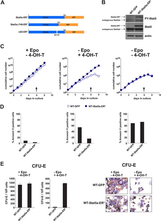 Figure 4. 4-Hydroxy-tamoxifen-induced Stat5a-ER* activation replaced Epo in erythropoiesis. (A) Scheme of the 4-OH-T-inducible Stat5-ER* constructs used, encoding fusion proteins of WT Stat5a, cS5, or Stat5aΔ749 with ER* (see “Methods”). (B) Western blot analysis of phosphorylated Stat5 (P-Y-Stat5), and total Stat5 protein in WT fetal liver erythroblasts expressing GFP or Stat5a-ER*. The larger protein recognized by P-Y-Stat5 and Stat5 antibodies corresponds to Stat5a-ER*. Actin, loading control. (C) Cumulative cell numbers (1 representative experiment of 3) of proliferating primary erythroblast cultures expressing Stat5a-ER* or GFP determined in the presence of Epo (+ EPO, −4-OH-T, left, normal self-renewal conditions), the presence of 4-OH-T (5 nM) instead of Epo (−Epo, + 4-OH-T, middle) and without Epo and 4-OH-T (right). (D) Percentage of apoptotic cells of cultures in panel C at day 6 (arrows in panel C) as analyzed by annexin V staining. (E) WT fetal liver cells expressing Stat5a-ER* or GFP were subjected to CFU-E assays in the presence of Epo (left panels) or 4-OH-T (50 nM) instead of Epo (right panels). Acid benzidine–positive colonies were scored at day 2. (F) Cytospins of cells retrieved from the CFU-E assays in panel E and stained with hematoxylin/eosin and for hemoglobin (brownish color).