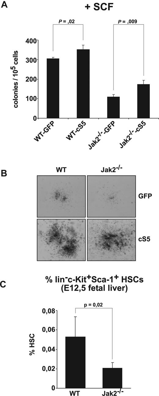 Figure 5. c-Kit signaling depends on Jak2 and is modulated by Stat5. (A) WT and Jak2−/− fetal liver cells transduced with GFP or cS5 were subjected to colony assays supplemented with SCF (50 ng/mL). Colonies were scored at day 8. (B) Photographs of colonies from (A). Representative pictures of 4 for each condition are shown. (C) E12.5 WT and Jak2−/− fetal livers analyzed for HSC content (lin−c-Kit+Sca-1+ cells) by flow cytometry. The percentage of HSCs is depicted (n = 4).