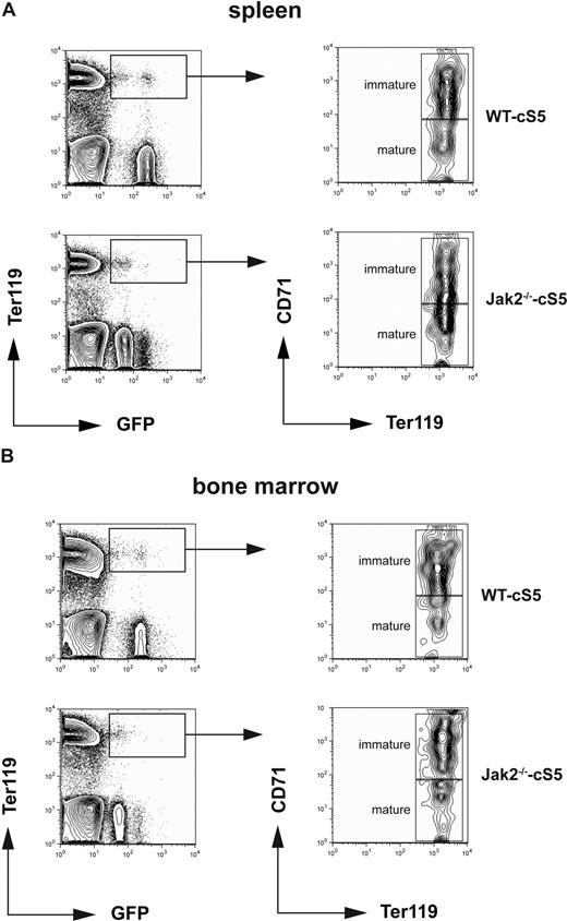 Figure 6. Jak2−/− cells expressing cS5 undergo erythroid differentiation in vivo. Equal numbers of cS5-transduced E12.5 WT and Jak2−/− fetal liver cells were injected into sublethally irradiated mice. Six months after transplantation, spleen (A) and bone marrow (B) of engrafted animals were monitored for GFP-positive erythroid cells. FACS plots for Ter119 and GFP (left) indicate transplant-derived double-positive erythroid cells. Gated cells (boxed) were further analyzed for CD71 and Ter119 (right) to discriminate between immature (CD71highTer119pos) and mature (CD71lowTer119pos) erythroid cells.