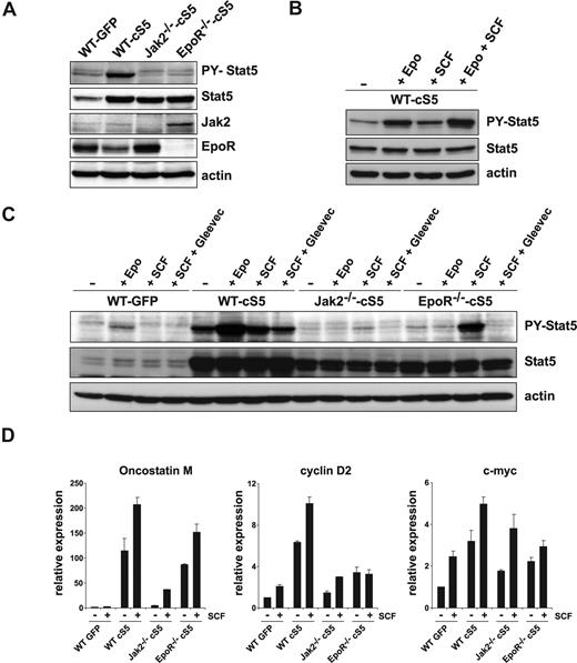 Figure 7. Jak kinase(s) and c-Kit cooperate in cS5 activation. (A) Lysates from self-renewing WT GFP, WT cS5, Jak2−/−-cS5, and EpoR−/−-cS5 cultures were analyzed for P-Y-Stat5, total Stat5, Jak2, and EpoR protein levels. Actin, loading control. (B) cS5-expressing WT erythroblasts were starved for 3 hours (−) and subsequently stimulated with Epo, SCF, or Epo + SCF for 10 minutes. Lysates were analyzed for P-Y-Stat5 and total Stat5 protein. Erk1/2, loading control. (C) WT erythroblasts expressing GFP or cS5, and Jak2−/− and EpoR−/− cells expressing cS5 were starved for 3 hours (−) and subsequently stimulated with Epo, SCF, or SCF + imatinib (10 μmol/L) for 10 minutes. Lysates were analyzed for P-Y-Stat5 and total Stat5 protein. Erk1/2, loading control. (D) WT GFP, WT cS5, Jak2−/−-cS5, and EpoR−/−-cS5 cultures were starved for 3 hours (−) and subsequently restimulated with SCF for 2 hours (+). Expression of the Stat5 target genes oncostatinM, cyclin D2, and c-myc was assessed by real-time PCR.