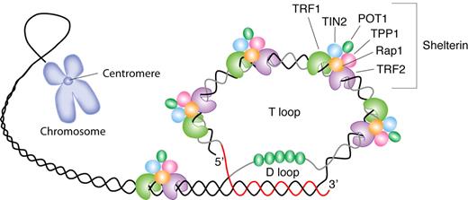 Figure 1. Schematic representation of telomere structure. Telomeres are at the extremities of chromosome DNA. The telomeric 3′ end terminates as a single-stranded, G-rich overhang able to form the t-loop, in which the overhang invades the telomeric double helix, remodeling the DNA into a circle. Telomeres are capped by at least 6 proteins (TRF1, TRF2, TPP1, POT1, TIN2, and Rap1), collectively known as shelterin, that physically shield the DNA.19 TRF1, TRF2, and TPP1 specifically recognize and bind to double-stranded TTAGGG repeats; POT1 binds to the single-stranded telomeric overhang19,20; TIN2 and Rap1 complete the shelterin complex. Shelterin allows discrimination of telomeres from double-stranded DNA breaks; lack of shelterin allows telomeres to be identified as double-stranded DNA breaks and triggers DNA-damage pathways.19
