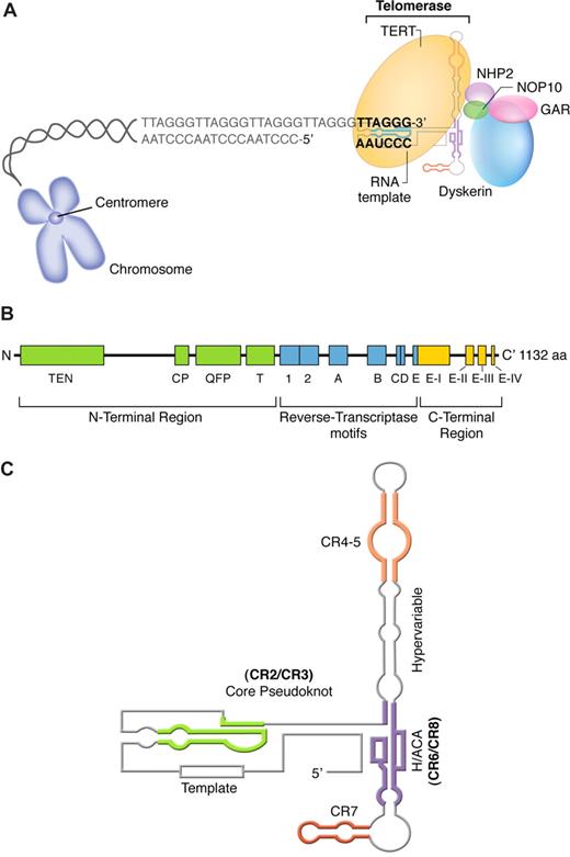 Figure 2. Structure and function of the telomerase complex. (A) TERT enzymatically adds TTAGGG nucleotide repeats to the 3′ end of telomere's leading strand using TERC as a template. Other proteins (dyskerin, NOP10, NHP2, and GAR) also bind to TERC and stabilize the complex. (B) Linear structure of TERT, which is highly conserved among eukaryotes and consists of the central reverse transcriptase (RT) motifs (1, 2, A, B, C, D, and E), a large N-terminal region, and a short C-terminal region, all necessary for telomerase enzymatic function. The N-terminal region comprises a telomerase-essential N-terminal domain (TEN), the CP, and the QFP domains, required for RNA interaction, and a telomerase-specific T motif. The C-terminal region contains 4 conserved domains (E-I to E-IV). (C) Secondary structure of human TERC, which contains 7 conserved regions (CRs), a pseudoknot important for interaction with TERT (CR2/CR3), and a template used by TERT for telomere elongation (CR1). TERC also encloses a small nucleolar H/ACA motif; box H/ACA refers to a tail region of small nucleolar RNAs (snoRNAs) carrying a conserved H motif (AnAnnA) and consensus ACA triplet positioned 3 nucleotides before the 3′ end of the RNA that characterize a major snoRNA family involved in pseudouridylation of pre-rRNAs.28 TERC binds to other proteins, such as dyskerin, GAR, NHP2, and NOP10, through box H/ACA.