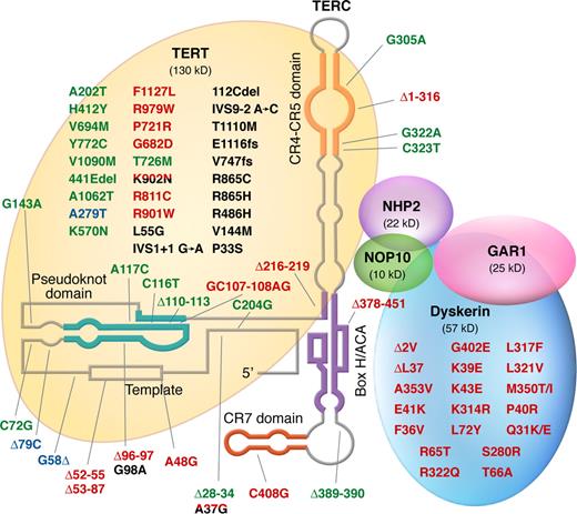 Figure 3. Mutations in telomerase complex genes and human disease. Mutations in green were described in patients with acquired aplastic anemia; mutations in red were described in patients with dyskeratosis congenita; mutations in black were described in patients with pulmonary fibrosis; and polymorphisms are represented in blue. Mutations found in more than one disease type are double-colored.