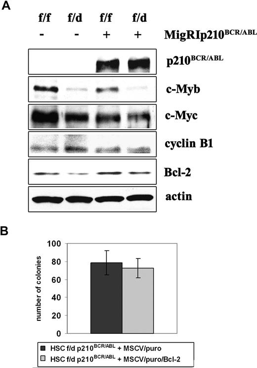 Figure 7. Ectopic Bcl-2 expression does not enhance colony formation of c-Mybf/d p210BCR/ABL-transduced HSCs. (A) Expression of c-Myb–regulated genes in p210BCR/ABL-transduced c-Mybf/f and c-Mybf/d progenitors. Western blot analysis of c-Myb, c-Myc, cyclin B1, and Bcl-2 expression in nontransduced and p210BCR/ABL-transduced enriched Lin− cells from c-Mybf/f and c-Mybf/d mice. Actin expression served as a control. (B) Colony formation of Bcl-2–transduced p210BCR/ABL-expressing c-Mybf/d progenitors. c-Mybf/d Lin−Sca-1+Kit+ cells were transduced with the MigRI/p210BCR/ABL retrovirus and 24 hours after retroviral transduction sorted for GFP expression. p210BCR/ABL-expressing c-Mybf/d Lin−Sca-1+Kit+ cells were subsequently transduced with a Bcl-2/MSCV/puro retrovirus or the empty MSCV/puro vector as a negative control. After 24 hours, cells (4 × 104/plate) were plated in methylcellulose in the presence of puromycin (1 μg/mL). Colony formation was assessed 9 days later. Representative of 3 different experiments.