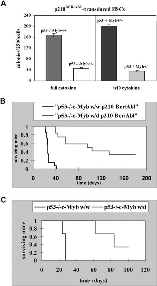 Figure 8. c-Myb is required for p210BCR/ABL-dependent leukemogenesis. (A) Colony formation assays of p210BCR/ABL p53−/−c-Mybww or p53−/−c-Mybw/d marrow progenitors. Lin−Sca-1+Kit+ HSCs isolated from 5-FU–treated p53−/−c-Mybww or p53−/−c-Mybw/d mice were retrovirally transduced with MigR1p210BCR/ABL and, after GFP sorting, assessed for colony formation after plating in methylcellulose in the presence of a full dose or 1/10th of cytokines (IL-3, IL-6, and KL). Colonies were counted after 7 days. Representative of 3 different experiments performed in duplicate. P ≤ .001. (B) Survival of recipient mice injected with p210BCR/ABL-transduced marrow cells Kaplan-Meier plot shows survival of C57BL/6J recipient mice after transplantation with p210BCR/ABL p53−/−c-Mybw/w bone marrow cells (n = 14) or p210BCR/ABL p53−/−c-Mybw/d bone marrow cells (n = 12). Bone marrow cells from 5-FU–treated (150 mg/kg, 4 days), p53−/−c-Mybw/w or p53−/−c-Mybf/d mice were retrovirally transduced with the MigR1p210Bcr/Abl retrovirus and injected in lethally irradiated (1100 rad in 2 split doses of 550 each) syngenic C57BL/6J recipient mice. (C) Secondary leukemia in mice injected with GFP-positive cells isolated from mice with p210BCR/ABL-induced primary leukemia. Kaplan-Meier plot shows survival of C57BL/6J recipient mice (n = 3) injected with GFP-positive cells from a mouse with leukemia induced by p210BCR/ABL p53−/−c-Mybw/w cells or of recipient mice (n = 3) injected with GFP-positive cells from a mouse with leukemia induced by p210BCR/ABL p53−/−c-Mybw/d cells. Sublethally irradiated (500 rad) recipient mice each received with 1.0 × 105 GFP+ bone marrow cells.