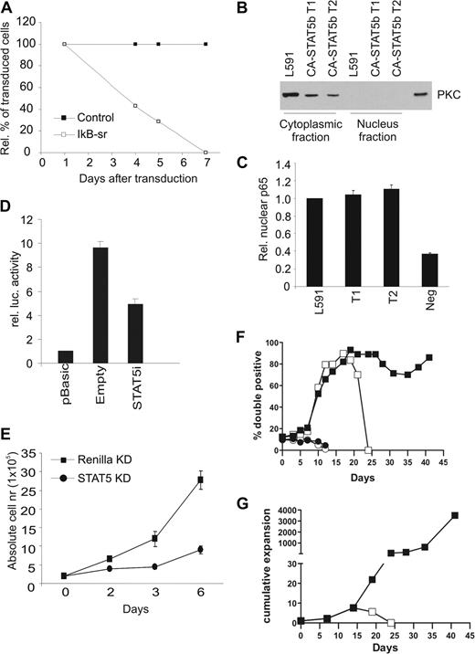 Figure 6. STAT5 inhibits NF-κB signaling and proliferation in HL cells. (A) Percentage of IkBSR-IRES-ΔNGFR (□) or control ΔNGFR (■) retrovirally transduced CA-STAT5b+ tonsil B cells over time (n = 3). (B) Purity of the nuclear protein fraction of L591 and 2 CD40L-independent CA-STAT5b tonsil B-cell lines was tested by PKC expression. (C) p65 ELISA was performed on the nuclear fractions using equal protein loading. The values obtained from the nuclear lysate from L591 were set as one (n = 2). Negative control is not incubated with protein lysate. (D) L1236 cells were electroporated with control luciferase vector (pBasic) or a luciferase vector with a NF-κB–responsive element in combination with a pSuper vector that knocks down STAT5 using siRNA or an empty control. (n = 3). At 72 hours, firefly luciferase activity was measured, normalized to the cotransfected Renilla luciferase activity. L428 gave similar results. (E) L428 was retrovirally transduced with a GFP-marked vector expressing siRNAs targeting either STAT5 (●) or Renilla (■) as a control. The absolute numbers of GFP-purified cells over time are depicted. Data represent means (± SD) of 3 independent experiments. Similar results were obtained using another HL cell line L1236. (F) Percentage of double-transduced CA-STAT5bER-IRES-ΔNGFR plus CA-IKK2-IRES-GFP cells (□ ■) or CA-STAT5bER-IRES-ΔNGFR plus control GFP cells (○ ●) in time, cultured in the absence of CD40L and in the presence (● ■) or absence (○ □) of tamoxifen. (G) Cumulative expansion of double-transduced CA-STAT5bER/CA-IKK2 cells cultured in the presence (●) or absence (■) of tamoxifen. For panels F and G, 1 representative of 2 experiments is shown.
