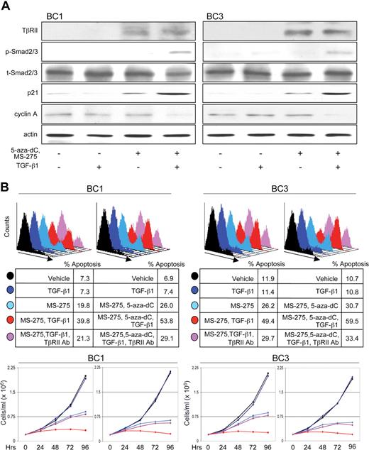 Figure 7. Restoration of TβRII by 5-aza-2-deoxycytidine and MS-275 sensitizes PEL cells to apoptotic and cytostatic effects of TGF-β signaling. (A) Analysis of the TGF-β signaling cascade and downstream gene targets, p21 and cyclin A, on indicated treatments. (B) Flow cytometric analysis of apoptosis (top panel) and growth curve (bottom panel) of BC1 and BC3 cells in response to indicated treatments. Line colors correspond to treatment conditions described in the top panel.