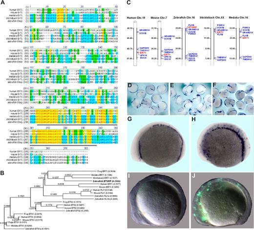 Figure 1. Etsrp is a functional ortholog of the mammalian ER71 subfamily. (A) Alignment of zebrafish Etsrp, medaka, stickleback, mouse, and human ER71 amino acid sequences. Identical and similar amino acids are labeled in red and blue, respectively. Etsrp and hER71 share 71% homology within the ETS DNA-binding domain (underlined in gray). GenBank accession numbers used for the analysis are as follows: human ER71 (O00321), mouse ER71 (NP_031985), and zebrafish ETSRP (AAY89037). Medaka ER71 (ENSORLP00000019929) and stickleback ER71 (ENSGACP00000016315) are Ensembl predictions. (B) Phylogenetic analysis of zebrafish Etsrp and its closest human, mouse, frog, and fish homologs. The phylogenetic tree is built using the Neighbor Joining method. Length of horizontal branches is proportional to the evolutionary distance between the protein molecules. GenBank accession numbers used for the analysis are as follows: human ER71 (O00321), mouse ER71 (NP_031985), zebrafish ETSRP (AAY89037), human ETS1 (NP_005229), mouse ETS1 (NP_035938), frog ETS1 (NP_001081621), zebrafish ETS1a (NP_001017558), human ETS2 (NP_005230), mouse ETS2 (NP_035939), frog ETS2 (NP_001081007), zebrafish ETS2 (NP_001018874), human FLI1 (NP_002008), mouse FLI1 (NP_032052), zebrafish FLI1a (NP_571423), and zebrafish FLI1b (NP_001008780). Medaka ER71 (ENSORLP00000019929), stickleback ER71 (ENSGACP00000016315), fugu ETS1 (SINFRUP00000163510), and medaka ETS1 (ENSORLP00000016939) are Ensembl predictions. NTI Vector (Invitrogen) has been used to build the alignment and the phylogenetic tree. (C) Chromosomal location of the zebrafish etsrp, medaka, stickleback, mouse, and human ER71 genes. Numbers alongside the chromosomal regions of interest correspond to the actual physical distances (Mb). Etsrp/ER71 genes are highlighted in red. (D-J) Mouse ER71 and zebrafish Etsrp overexpression causes ectopic expression of hemangioblast marker scl and vascular endothelial marker flk1. flk1-GFP transgenic embryos were injected with 75 pg of either Etsrp or mER71 DNA at the 1-cell stage and analyzed at 8- to 10-somite stages. Relative to uninjected embryos (D,G), both Etsrp (E) and mER71 (F,H) result in the ectopic induction of scl when examined by in situ hybridization. Flk1 expression was also induced by ER71 injections as revealed by ectopic GFP expression (J) relative to uninjected controls (I). Panels G to J are lateral views with anterior to the left. Images were taken using Zeiss CV11 stereomicroscope, Axiocam color camera (Zeiss, model 412-312) and Openlab 4.0 software (Improvision, Waltham, MA). Magnification: 12× (D-F); 60× (G-J).