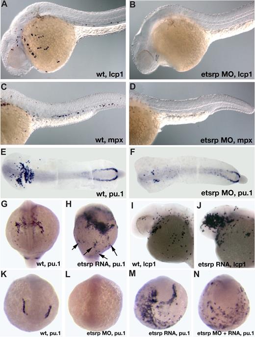 Figure 2. Etsrp is necessary and sufficient for the formation of myeloid cells. (A-F) Knockdown of Etsrp results in the nearly complete absence of myeloid cells as analyzed by in situ hybridization. Anterior is to the left. (A,C,E) Control uninjected embryos. (B,D,F) Etsrp morphants, injected with 12 ng to 15 ng of etsrp MO1 and etsrp MO2 in a 1:1 mixture. (A,B) L-plastin (lcp1) expression at 24 hours postfertilization (hpf). Note that lcp1-expressing macrophages are nearly completely absent in etsrp morphants (B). (C,D) mpx expression at 24 hpf. Note that mpx-expressing neutrophils are nearly completely absent in etsrp morphants (D). (E,F) pu.1 expression at the 16-somite stage. Embryos have been flat-mounted with the yolk removed. Note that the anterior myeloid-specific pu.1 expression is severely reduced in panel F, whereas posterior erythroid-specific expression is not significantly affected. (G-J) Etsrp RNA overexpression induces ectopic myeloid cell formation. (G,I) Control uninjected embryos. (H,J) etsrp RNA-overexpressing embryos. (G,H) pu.1 expression at the 16-somite stage, anterior view (G), ventro-lateral view (H). Note the strong expansion of pu.1-expressing cells, some of which are located ectopically (H, ). (I,J) lcp1 expression at 24 hpf. Note the increase in the number of lcp1-expressing macrophages in panel J. (K-N) Etsrp RNA with missing MO-binding sites can restore pu.1 expression in etsrp morphants. Embryos are at the 8-somite stage; (K,L) anterior view; (M,N) anterior-ventral view. (K) Control uninjected embryo; (L) 10 ng etsrp MO2-injected embryo; (M) 100 pg etsrp RNA-injected embryo; (N) embryo coinjected with 10 ng etsrp MO2 and 100 pg etsrp RNA. Images were taken using Axioskop2 and 10×/0.30 NA dry objective (Zeiss) (A-F; I,J) or CV11 stereomicroscope (Zeiss) (G,H,K-N), Axiocam color camera (Zeiss, model 412-312) and Openlab 4.0 software (Improvision). Magnification: 100× (A-D); 60× (E-N).