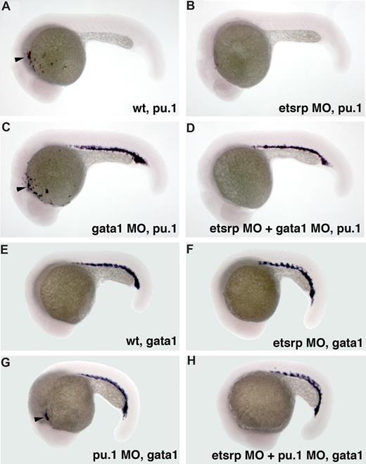 Figure 3. Etsrp affects both hematopoiesis and vasculogenesis in the anterior but not the posterior region. (A-D) Posterior ectopic pu.1 expression is independent of etsrp function as analyzed by in situ hybridization at 22 hpf. (A) Control uninjected embryo; (B) embryo injected with etsrp MOs; (C) gata1 MO-injected embryo; (D) gata1 MO and etsrp MO coinjected embryo. Note that ectopic pu.1 expressed in the erythroid cells in gata1 morphants (C) is unaffected in the double gata1/etsrp morphants (D). Anterior myeloid-specific pu.1 expression (, A,C) is missing in etsrp morphants (B,D). (E-H) Anterior ectopic gata1 expression is dependent on etsrp function as analyzed by the in situ hybridization at 20 hpf to 21 hpf. (E) Control uninjected embryo; (F) embryo injected with etsrp MOs; (G) pu.1 MO-injected embryo; (H) etsrp and pu.1 MOs coinjected embryo. Note that the ectopic myeloid-specific anterior gata1 expression in pu.1 morphants (, G) is absent in double etsrp/pu.1 morphants (H). Posterior erythroid gata1 expression is not affected in etsrp morphants. Images were taken using Axioskop2 and 5×/0.15 NA dry objective, Axiocam color camera (Zeiss, model 412-312) and Openlab 4.0 software (Improvision). Magnification: 75×.