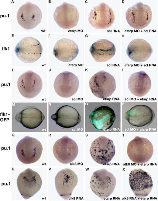 Figure 4. Analysis of interaction between etsrp and scl and alk8 signaling pathways. (A-H) scl RNA can rescue myeloid but not vascular cell formation in etsrp morphants as evident from pu.1 and flk1 expression analysis at the 10-somite stage. (A-D) pu.1 expression, anterior view; (E-H) flk1 expression, dorsal view, anterior to the left. (A,E) Control uninjected embryos; (B,F) embryos injected with etsrp MOs; (C,G) scl RNA-injected embryos; (D,H) embryos coinjected with etsrp MOs and scl RNA. Note that the myeloid-specific pu.1 expression is restored in etsrp MO and scl RNA coinjected embryos (D). Also note that the vascular-specific flk1 expression is absent in etsrp MO and scl RNA coinjected embryos in the same experiment (H). (I-P) etsrp RNA can rescue vascular but not myeloid cell formation in scl morphants as evident from pu.1 and flk1 expression analysis at the 8-somite stage. (I-L) pu.1 expression as analyzed by in situ hybridization, anterior view; (M-P) GFP fluorescence in flk1-GFP transgenic embryos, dorsal view, anterior is to the left. (I,M) Control uninjected embryo; (J,N) scl MO-injected embryo; (K,O) etsrp RNA-injected embryo; (L,P) scl MO and etsrp RNA coinjected embryo. Note that etsrp RNA fails to rescue myeloid-specific pu.1 expression in scl morphants (L). Etsrp RNA can restore vascular flk1-GFP expression in the same experiment (P). Flk1-GFP fluorescence in wild-type embryos and scl morphants (M,N) is much weaker and not apparent under the same exposure. (Q-T) etsrp RNA fails to rescue pu.1 expression in alk8 morphants. pu.1 expression analyzed at the 10-somite stage, anterior view, except for panel S, which is anterior-ventral. (Q) Control uninjected embryo; (R) alk8 MO-injected embryo; (S) etsrp RNA-injected embryo; (T) alk8 MO and etsrp RNA coinjected embryo. (U-X) etsrp and constitutively active CA-alk8 RNA synergize in inducing pu.1 expression at the 14-somite stage. Anterior-ventral views except for panel X, which is the ventrolateral view, anterior is to the top. (U) Control uninjected embryo; (V) CA-alk8 RNA-injected embryo; (W) etsrp RNA-injected embryo; (X) CA-alk8 RNA and etsrp RNA coinjected embryo. Images were taken using CV11 stereomicroscope (Zeiss), Axiocam color camera (Zeiss, model 412-312) and Openlab 4.0 software (Improvision). Magnification: 60×.