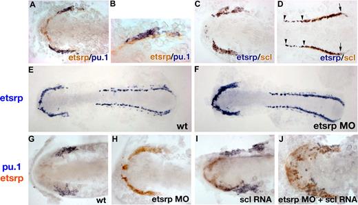 Figure 5. Analysis of etsrp, pu.1, and scl expression by the 2-color in situ hybridization. Flat-mounted embryos, anterior is to the left. (A, B) Etsrp (red) and pu.1 (blue) expression in the anterior region of a flat-mounted embryo at the 6-somite stage. Panel B is a higher magnification of panel A. Note that pu.1-expressing cells lie immediately adjacent to etsrp-expressing cells but expression of the 2 markers does not overlap. (C,D) Etsrp (blue) and scl (red) expression in the anterior (C) and posterior (D) regions of a flat-mounted embryo at the 6-somite stage. Note that the 2 markers completely overlap in panel C while in panel D the trunk region contains only etsrp-expressing cells (); scl expression partially overlaps with etsrp in the tail region where scl is restricted to erythroid cells during later stages ( and the right ). (E,F) Etsrp RNA expression expands into the myeloid region in etsrp morphants injected with Etsrp translation-blocking MOs. Etsrp expression in control uninjected embryos (E) and etsrp morphants (F) at the 9-somite stage. Note the more intense and expanded etsrp expression in panel F. (G-J) scl RNA restores pu.1 expression in etsrp morphants with pu.1 and etsrp-expressing cells intermingled. Two-color in situ hybridization analysis for pu.1 (blue) and etsrp (red) expression at the 9- to 10-somite stage. Only the anterior part of an embryo is shown. (G) Control uninjected embryo; (H) etsrp MO-injected embryo; (I) scl RNA-injected embryo; (J) etsrp MOs and scl RNA coinjected embryo. Etsrp staining is very weak in the control embryos because of the short staining time, which was the same for all experimental batches. Note that etsrp morphants in panel H have absent pu.1 expression and strongly up-regulated and expanded etsrp expression. scl RNA-injected embryos (I) display up-regulated etsrp expression. pu.1-expressing cells are intermingled with etsrp-expressing cells in panel J but they do not overlap. Images were taken using Axioskop2 and 10×/0.30 NA (A; C-J) or 20×/0.50 NA (B) dry objectives (Zeiss), Axiocam color camera (Zeiss, model 412-312) and Openlab 4.0 software (Improvision). Magnification: 100× (A,C,D,G-J); 200× (B); 75× (E,F).