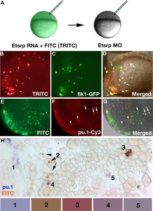 Figure 6. Etsrp-expressing precursor cells give rise to both vascular endothelial and myeloid lineages. (A) Diagram of transplantation experiment. Donor embryos were injected at the 1-cell stage with etsrp RNA and TRITC-dextran (B-D) or FITC-dextran (E-H), while recipient embryos were injected with 7.5 ng etsrp MO1/MO2 mixture. Cells were transplanted at the beginning of epiboly. (B-D) flk1-GFP–expressing cells are a subset of etsrp RNA/TRITC-labeled cells. The embryo is at the 8-somite stage, lateral view, anterior to the left. (B) TRITC-filter image. Only transplanted cells are visible. (C) GFP-filter image. Only flk1-GFP–expressing cells are visible. (D) Overlay of the TRITC, GFP, and transmitted light DIC images. Cells where GFP and TRITC fluorescence overlaps are in yellow ( point to some of these cells). Note that every GFP-expressing cell has also TRITC fluorescence. (E-H) pu.1-expressing cells originate from etsrp-expressing cells, transplanted from etsrp RNA-overexpressing embryos into etsrp morphants. Etsrp RNA was coinjected with fluorescein-labeled dextran; pu.1 expression and fluorescein presence was analyzed by 2-color fluorescent (E-G) or conventional (H) in situ hybridization at the 8- to 10-somite stages. (E-G) Anterior-lateral view of the same embryo, dorsal is up. (E) FITC-filter image. Only transplanted cells are visible. (F) pu.1 expression as detected by tyramide-Cy3 amplification, visualized through the rhodamine channel filter. Note the ectopically located pu.1-expressing cells () and 3 remaining endogenous pu.1-expressing cells that are located bilaterally within the anterior lateral mesoderm (). (G) Overlay of FITC, Cy3, and transmitted light images. Note that all 3 ectopic pu.1-expressing cells contain FITC label () while the endogenous pu.1 cells do not (). (H) A posterior region from an embryo containing multiple pu.1 and fluorescein-positive cells. Embryo has been flat-mounted to show dorsal, lateral, and ventral tissues. (1) Endogenous pu.1-expressing cells in the posterior lateral mesoderm. (2) Fluorescein-labeled transplanted cells. (3-5) Double pu.1 and fluorescein-positive cells. Average color for each cell group is shown in the boxes below the figure (“Methods”). Images were taken using Axioplan2 and 10×/0.30 NA (A;C-G) (Zeiss), Axiocam color camera (Zeiss, model 412-312) (H) or monochrome C4742-95 camera (B-G) (Hamamatsu Photonics, Hamamatsu City, Japan) and Openlab 4.0 software (Improvision). Magnification: 100× (B-G); 300× (H).