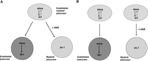 Figure 7. Proposed models for etsrp function within the anterior lateral mesoderm. (A) Etsrp induces scl in the hemangioblast cells, which give rise to both vascular endothelial and myeloid precursors. As hemangioblasts divide, etsrp expression becomes restricted to endothelial cells where it is both necessary and sufficient for vasculogenesis. (B) Alternatively, there are 2 separate pools of etsrp-expressing endothelial and myeloid precursors. As the cells initiate myeloid marker expression, they down-regulate etsrp expression.