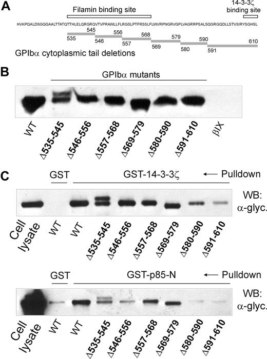 Figure 1. Analysis of deletion mutants of GPIbα expressed in CHO cells for binding to 14-3-3ζ and p85. (A) The sequence of the cytoplasmic domain of wild-type GPIbα showing the location of the central region that binds filamin28,29 and the C-terminal 14-3-3ζ–binding sequence6–9 (□). The location of sequences deleted in mutant GPIbα used in pull-down experiments is indicated by the shaded bars. (B) Western blot with antiglycocalicin of lysates of CHO cells expressing wild-type GPIbα or GPIbα deletion mutants or CHOβIX cells lacking GPIbα. (C) Pull-downs of CHO cell lysates with GST alone, GST-14-3-3ζ (top panel), or GST-p85-N (bottom panel). Samples were resolved by SDS 5% to 20% polyacrylamide gel electrophoresis under reducing conditions, and visualized by Western blotting with antiglycocalicin antibody (α-glyc.) as described in “Methods.” The reason for the doublet in the Δ535 to 545 GPIbα-expressing cells was not investigated. The results are representative of 3 separate experiments. WT indicates wild-type GPIbα.