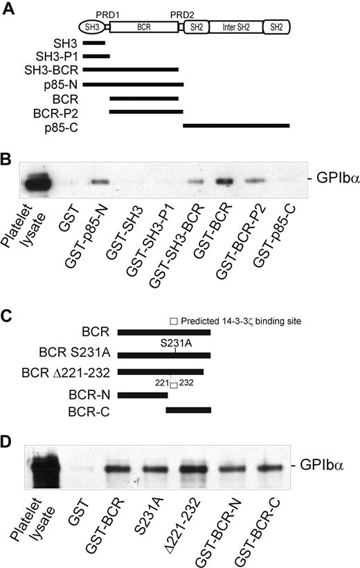 Figure 3. Identification of the GPIbα-binding region of p85. (A) The p85 subunit of PI3-kinase and the regions expressed as GST-fusion proteins (■). (B) Pull-down of GPIb-IX from human platelet lysates by GST alone, or by GST-p85 fragment fusion proteins: p85-N, residues 1 to 330; SH3, residues 1 to 80 (N-terminal SH3 domain); SH3-P1, residues 1 to 112 (SH3 and PRD-1 domains); SH3-BCR, residues 1 to 302 (SH3, PRD-1, and BCR domains); BCR, residues 113 to 301 (BCR domain); BCR-P2, residues 113 to 330 (BCR and PRD-2 domains); and p85-C, residues 325 to 718. (C) The BCR domain of p85 and the regions expressed as GST-fusion proteins: BCR, residues 113 to 301 (BCR domain); S231A, residues 113 to 301 (BCR domain containing a Ser231/Ala point mutation); Δ221 to 232, BCR domain containing a deletion of a putative 14-3-3ζ–binding site; BCR-N, residues 113 to 213; and BCR-C, residues 211 to 301. (D) Pull-down of GPIb-IX from human platelet lysates (PL) by GST alone, or by the GST-BCR fragment fusion proteins shown in panel C. Samples were resolved by SDS 5% to 20% polyacrylamide gel electrophoresis under reducing conditions, and visualized by Western blotting with antiglycocalicin antibody as described in “Methods.” The results are representative of 3 separate experiments.