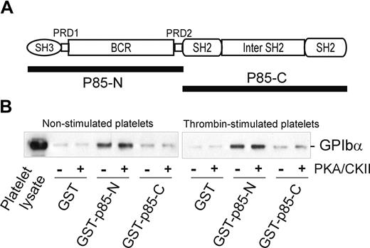 Figure 4. The effect of phosphorylation on the association of p85 and GPIb-IX. (A) The p85 subunit of PI3-kinase. The N-terminal half of p85 (GST-p85-N, residues 1-330) and the C-terminal half of p85 (GST-p85-C, residues 325-718) were used for the pull-down experiments in panel B. (B) Pull-down of GPIb-IX from lysates of human platelets, either nonstimulated or thrombin-stimulated (1 U/mL for 5 minutes at 22°C), by GST alone, GST-p85-N, or GST-p85-C. The bait proteins were either unphosphorylated or phosphorylated with PKA/CKII prior to performing the pull-down experiments in the presence of the phosphatase inhibitor sodium orthovanadate. Samples were resolved by SDS 5% to 20% polyacrylamide gel electrophoresis under reducing conditions, and visualized by Western blotting with antiglycocalicin antibody as described in “Methods.” The results are representative of 3 separate experiments.