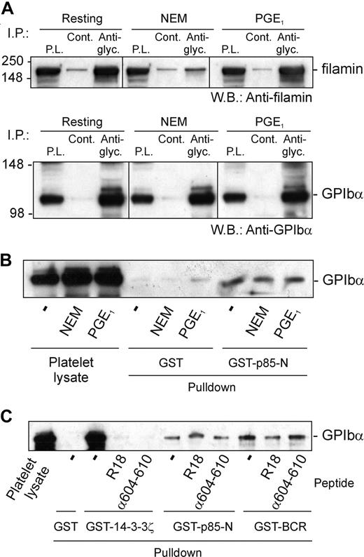 Figure 5. The effect of cytoskeletal disruption or GPIbβ phosphorylation on the interaction of 14-3-3ζ or p85 with GPIbα. (A) Lysates of human platelets that were untreated, pretreated with PGE1 prior to lysis, or lysed in the presence of NEM, were immunoprecipitated (I.P.) with rabbit antiglycocalicin (Anti-glyc.) or nonimmune control (Cont.) IgG and Western blotted with antifilamin monoclonal antibody; then, the same filters were reprobed with anti-GPIbα (WM23) as indicated (P.L. indicates platelet lysate). (B) Pull-down of GPIb-IX from lysates of human platelets that were untreated, pretreated with PGE1 prior to lysis (that increases phosphorylation of GPIbβ), or lysed in the presence of NEM (that dissociates filamin from GPIbα), by GST alone, or GST-p85-N. Results are representative of 5 separate experiments. (C) Pull-down of GPIb-IX from human platelet lysates in the absence or presence of either a 14-3-3ζ inhibitor peptide (R18; 100 μM, final concentration) or a peptide based on the phosphorylated C-terminus of GPIbα, RYSGHpSL (α604-610; 100 μg), by GST alone, GST-14-3-3ζ, GST-p85-N, or GST-BCR. Samples were resolved by SDS 5% to 20% polyacrylamide gel electrophoresis under reducing conditions, and visualized by Western blotting with antiglycocalicin antibody as described in “Methods.” Results are representative of 3 separate experiments.