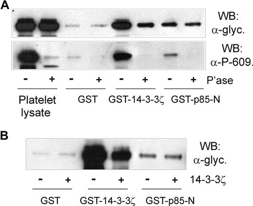 Figure 6. The association of p85 with GPIbα is independent of phosphorylation or 14-3-3ζ binding. (A) Pull-down of GPIb-IX from human platelet lysates that were either untreated or pretreated with CIP phosphatase for 1 hour at 37°C by GST alone, GST-14-3-3ζ, or GST-p85-N. Samples were resolved by SDS 5% to 20% polyacrylamide gel electrophoresis under reducing conditions, and visualized by Western blotting with either antiglycocalicin antibody (top panel) or anti–phospho-Ser609 GPIbα antibody (bottom panel). (B) Pull-down of GPIb-IX from human platelet lysates without or with the addition of 14-3-3ζ (20 μg/mL, final concentration) by GST alone, GST-14-3-3ζ, or GST-p85-N. Samples were resolved by SDS 5% to 20% polyacrylamide gel electrophoresis under reducing conditions, and visualized by Western blotting with antiglycocalicin antibody. The results are representative of 3 separate experiments.