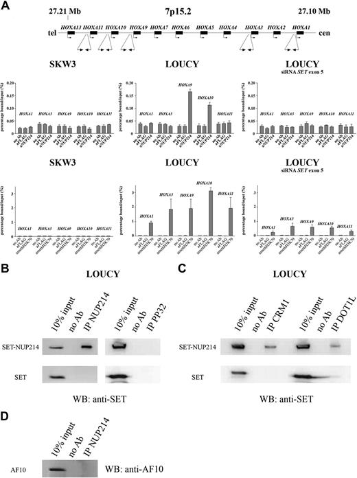 Figure 6. ChIP and coIP analysis of T-ALL cell lines LOUCY and SKW3. (A) ChIP analysis of SKW3, LOUCY, and LOUCY 4 days after electroporation with siRNA SET exon 5, for promoter sequences of HOXA1, HOXA3, HOXA9, HOXA10, and HOXA11. The amount of bound DNA was calculated relative to the 5% input DNA in anti-NUP214 and anti-acetyl histone H3 immunoprecipitates, whereas no antibody and anti-FLAG immunoprecipitates were used as negative control. Error bars represent SEM. (B) Western blot analysis of NUP214 and PP32 immunoprecipitates of the cell line LOUCY using anti-SET. (C) Similar Western blot analysis as in panel B for CRM1 and DOT1L immunoprecipitates in LOUCY. (D) Western blot analysis of NUP214 immunoprecipitates of the cell line LOUCY using anti-AF10.