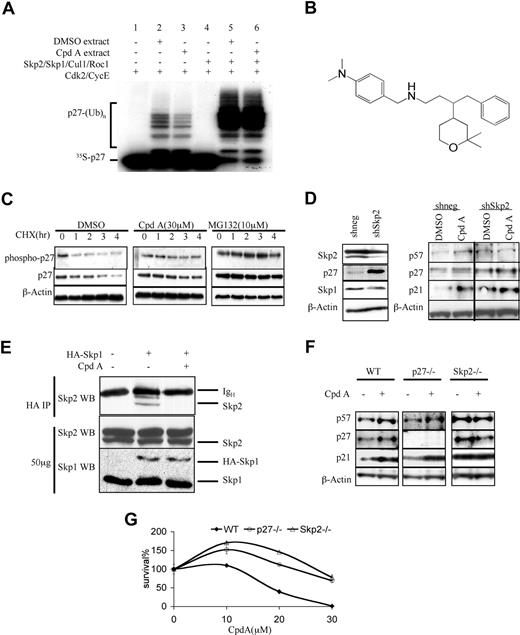 Figure 1. CpdA inhibits p27Kip1 ubiquitination and turnover. (A) An in vitro–reconstituted system was developed that was capable of modifying labeled p27 (lane 1, 4) into polyubiquinated forms (lane 2). In the presence of 30 μM CpdA, ubiquitination of p27 was inhibited (lane 3). Image J software (http://rsb.info.nih.gov/ij/) measurement showed that CpdA treatment reduced the level of polyubiquitinated p27 to 57% compared with that seen in the vehicle-treated sample (lane 2). Addition of excess Skp2, Skp1, Cul1, and Roc1 restored p27 ubiquination both in the absence of CpdA (lane 5) and in its presence (lane 6), thereby overcoming the activity of Cpd A. (B) The structure of CpdA. (C) HeLa cells arrested in G1/S phase by double thymidine block were treated with DMSO, 30 μM CpdA, or 10 μM MG132 for 16 hours. Cycloheximide (CHX) was then added for the indicated times, and cell lysates were analyzed by Western blotting to detect p27 and Thr187–phospho-p27. β-actin served as a loading control. (D) HeLa cells were transfected with either a control shRNA (shneg), or an shRNA targeting Skp2 (shSkp2). They were then treated with either vehicle or CpdA for 24 hours, and analyzed by Western blotting for their content of the indicated proteins. (E) HeLa cells were transfected with pcDNA3.0 or pcDNA3.0-HA-Skp1, and then treated with vehicle or 20 μM CpdA for 4 hours. Whole-cell lysates were subjected to immunoprecipitation (IP) with an anti-HA antibody and probed for their Skp2 content. The location of Skp2 and the heavy chain of the precipitating antibody (IgH) are indicated at the right. As a loading control, 50 μg whole-cell lysates were probed with anti-Skp2 and anti-Skp1 antibodies. (F) WT, p27−/−, and Skp2−/− MEF cells were treated with vehicle or 5 μM CpdA for 24 hours, and analyzed by Western blotting for their content of the indicated proteins. (G) WT, p27−/−, and Skp2−/− MEF cells were treated with vehicle or either 20 μM or 30 μM CpdA for 24 hours; cell viability was assessed using the WST-1 assay. The data shown represent the mean plus or minus standard deviation (SD) of triplicate cultures.
