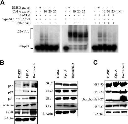 Figure 2. Stabilization of SCFSkp2 substrates by CpdA in multiple myeloma cells. (A) Extracts from DMSO- or CpdA-treated MM.1S MM cells were used in the previously detailed p27 in vitro ubiquitination assay to detect inhibition of SCFSkp2 E3 ligase function (left panel). Image J software measurement showed that CpdA was again able to inhibit p27 ubiquitination in a dose-dependent fashion in MM1.S cells, with 10-, 20-, and 25-μM concentrations resulting in a reduction of 8%, 44%, and 51% compared with controls. Addition of excess components of SCFSkp2 restored ubiquitination (middle panel), but there was no effect on the inhibition of p27 ubiquitination by adding exogenous Cks1 (right panel). (B) RPMI 8226 cells treated with CpdA were then examined for the content of several SCF substrate proteins and cell cycle–related proteins by Western blotting. (C) RPMI 8226 cells were treated with DMSO, CpdA, or bortezomib for 24 hours. Whole-cell lysates were subjected to Western blotting using anti–HSP-27, phospho–HSP-27, HSP-70, and HSP-90 antibodies.