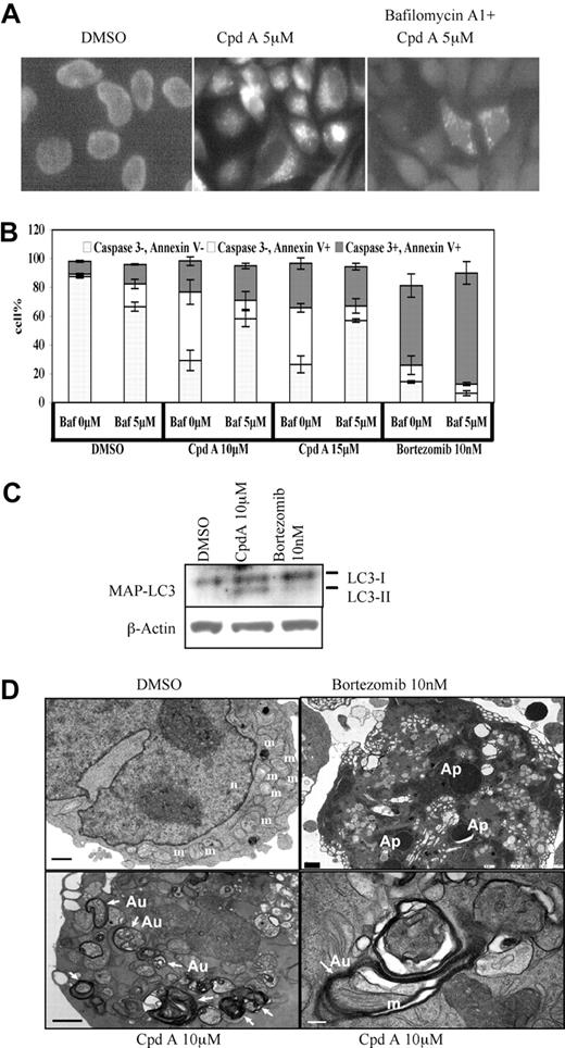 Figure 4. Inhibition of SCFSkp2 induces autophagic cell death. (A) HeLa cells were treated with vehicle, CpdA at 5μM, or CpdA and 200 nM bafilomycin A1 for 4 hours. They were then stained with MDC and visualized by fluorescence microscopy (Nikon FXA, Nikon, Garden City, NY) using Fluor with iris 40×/1.30 lenses. All images were acquired using QImaging Micropublisher CCD camera (Surrey, BC) and were processed using Adobe Photoshop v8 software (Adobe Systems, San Jose, CA). Note the large amount of punctuate MDC staining after treatment with CpdA (middle panel), which is inhibited by bafilomycin (right panel). (B) RPMI 8226 cells were treated with vehicle, CpdA at 10 or 15 μM, or bortezomib at 10 nM, either alone or with 5 μM bafilomycin, as indicated. They were then evaluated for annexin V staining and caspase 3 activation by flow cytometry. Viable cells are annexin V−/caspase 3−, while those undergoing type I programmed cell death are annexin V+/caspase 3+, and those undergoing autophagy are annexin V+/caspase 3−. Data are represented as the mean percentages of each population plus or minus SD from triplicate experiments. (C) Myeloma cells treated under conditions indicated in Figure 4C for 24 hours were analyzed for their content of LC3-I and LC3-II by Western blotting, with β-actin serving as a loading control. (D) RPMI 8226 cells treated with vehicle, bortezomib, or CpdA were then analyzed by transmission electron microscopy as described in “Electron microscopy”. m indicates mitochondria; n, nucleus; and Ap, apoptosomes; white arrows point to autophagic vesicles (Au). The black bar represents 1 μm, and the white bar represents 200 nm.