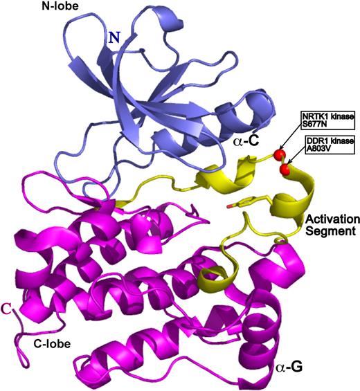 Figure 3. DDR1 and NTRK1 somatic mutations map onto activation loop of a prototypical kinase domain. The kinase model was based on the alignment of the DDR1 and NTRK1 sequences onto the structure of the Hck kinase in complex with Src kinase inhibitor (PDB ID 1qcf).26 The N-terminal domain (N-lobe) is in blue, the C-terminal domain (C-lobe) is in magenta, and the activation segment is in yellow. The catalytic Tyr is in ball-and-stick representation, whereas the mutations are represented by red spheres.