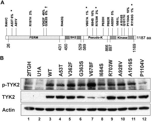Figure 4. Nonsynonymous germline sequence variants in the TYK2 gene. (A) Diagram of the TYK2 protein showing nineteen (19) nonsynonymous changes. Four novel germline SNPs (*) were detected in the 94 Discovery set samples. Previously identified SNPs are also shown. Percentages indicate the frequency of the indicated sequence variant in the 94 Discovery set samples. †The TYK2G363S sequence change is found at a significantly different frequency between AML patients and normal controls. (B) Autophosphorylation of variant TYK2 alleles in response to stimulation by interferon-α (IFN). The human TYK2-deficient cell line U1A was transduced with cDNAs encoding patient-derived variant TYK2 alleles. An artificial allele, V678F, containing an amino acid substitution homologous to the V617F activating mutation in JAK2, was used as a positive control. Most patient-derived alleles were indistinguishable from wild-type. In contrast, TYK2I684S consistently demonstrated reduced total TYK2 protein levels, whereas the absolute level of phosphorylated TYK2I684S appeared no different from wild-type (lane 8). Autophosphorylation of the TYK2P1104V was reduced after IFN stimulation, suggesting a decreased level of kinase activity (lane 12). TYK2V362F phosphorylation appears slightly increased (lane 5), but this finding was not reproduced in replicate experiments. This experiment was performed 3 times, and a representative blot is shown.