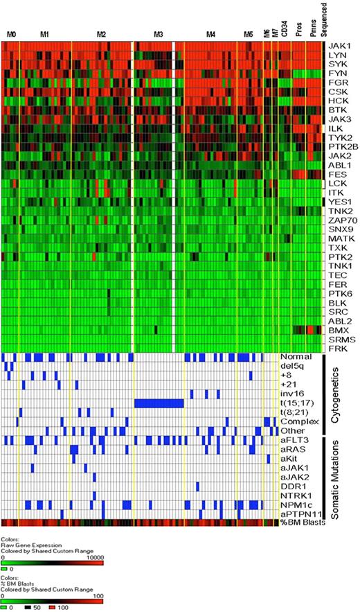 Figure 5. Cytoplasmic tyrosine kinase (CTK) gene expression in AML and normal myeloid cells. RNA isolated from unfractionated AML bone marrow samples or from normal human bone marrow CD34+ cells, flow-sorted promyelocytes, and flow-sorted polymorphonuclear leukocytes was hybridized to Affymetrix U133 Plus 2 microarrays. Expression of CTK genes in our discovery set AML samples is rank-ordered from the highest to lowest levels of mean expression (92 of 94 samples had successful array studies performed; the 2 samples without array data are shown as white columns). AML samples are arranged by FAB classification. Expression levels are based on scaled signal intensity values for each probe set (mean value for all probe sets on each array was scaled to a value of 1500 using the MAS 5.0 algorithm), with a value of 0 represented in green and 10 000 or greater as red. Black squares in the right-most column indicate the CTK genes that were resequenced in this study. Below the expression data, the cytogenetic findings and somatic mutation analysis for each sample are shown. Blue boxes indicate the presence of the indicated cytogenetic abnormalities and/or somatic mutations. The bottom-most row indicates the percentage of bone marrow blasts in the AML samples, scaled from 0% (green) to 100% (red); the average blast count for the 94 samples analyzed was 70.5% (range, 30%-100%).