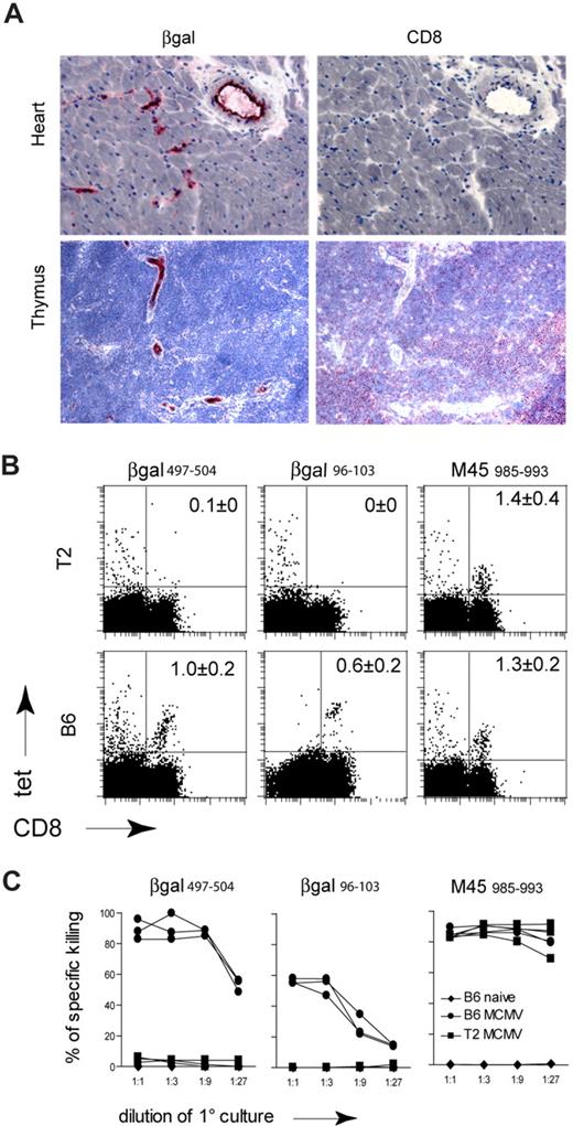 Figure 1. CD8+ T-cell reactivity in Tie2-LacZ mice. (A) Heart and thymus sections of naive Tie2-LacZ mice were stained for β-gal and CD8. Images were acquired with a 25×/0.65 objective (magnification: ×162). (B,C) C57BL/6 (B6) and Tie2-LacZ (T2) mice were infected intravenously with 106 pfu MCMV-LacZ. (B) Tetramer analysis for the indicated β-gal– and MCMV-derived M45 epitopes was performed on day 6 after infection. Mean percentage of tetramer-positive cells within the CD8 compartment are indicated (± SEM; n = 3-4). (C) Lysis of peptide-pulsed EL-4 cells by MCMV-LacZ-induced CTLs. On day 6 after infection, splenocytes from the indicated mouse strains were restimulated in vitro for 5 days with β-gal497-504, β-gal96-103, or M45985-993 peptide and tested in a standard chromium release assay.