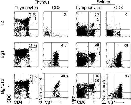 Figure 2. CD8+ T cell tolerance in Tie2-LacZ mice. Tie2-LacZ mice were crossed with TCR-trangenic Bg1 mice. Thymocytes from Tie2-LacZ (T2; top row), Bg1 (middle row), and Bg1 × Tie2-LacZ mice (Bg1 × T2; bottom row) were stained for CD4 and CD8 expression. The expression of the transgenic Vβ7 chain and binding of the H2-Kb-β-gal96-103 tetramer was determined by gating on CD8+ T cells. Values in the top right quadrants indicate mean frequencies of CD4/CD8-positive cells in thymocytes or percentage of antigen-specific cells in single CD8+ thymocytes, respectively (T2, n = 2; Bg1, n = 3; Bg1 × T2, n = 7). Splenocytes were assessed for Vβ7 and CD8 expression. Percentage of β-gal96-103–specific cells was determined by Vβ7 and H2-Kb-β-gal96-103 tetramer staining, gating on CD8+ T cells (T2, n = 3; Bg1, n = 5; Bg1 × T2, n = 9).