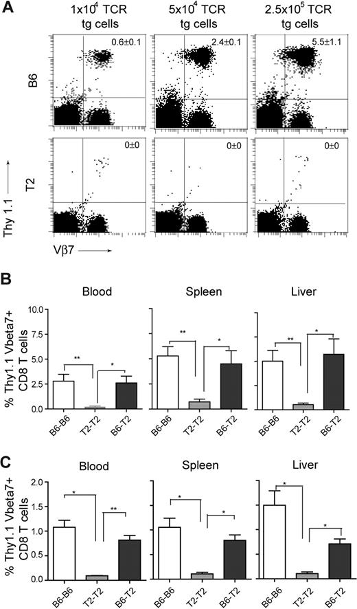 Figure 3. Loss of adoptively transferred Bg1 CD8+ T cells in Tie2-LacZ mice is not dependent on β-gal expression by ECs. (A) Graded numbers of CD8+ Bg1 cells expressing the congenic marker Thy1.1 were adoptively transferred into Thy1.2+ C57BL/6 or Tie2-LacZ recipient mice. At 6 days later, mice were challenged with 2 × 106 pfu MCMV-LacZ, and the proliferation of Bg1 CD8+ T cells was determined on day 6 following immunization by staining for CD8, Thy1.1, and the transgenic Vβ7 chain. Representative data from one of 2 independent experiments are shown. (B,C) Adoptive transfer of Bg1 CD8+ T cells in BM chimeric mice. A total of 5 × 104 (B) or 105 (C) TCR transgenic Thy1.1+ Bg1 cells were adoptively transferred intravenously into the indicated Thy1.2+ BM chimeric mice. At 9 days (B) or 30 days (C) later, mice were challenged with 2 × 106 pfu MCMV-LacZ, and proliferation of Bg1 CD8+ T cells was determined on day 6 following MCMV-LacZ challenge in the indicated organs. Values represent mean percentage (± SEM) of Thy1.1+Vβ7+ cells within the CD8 T-cell compartment.