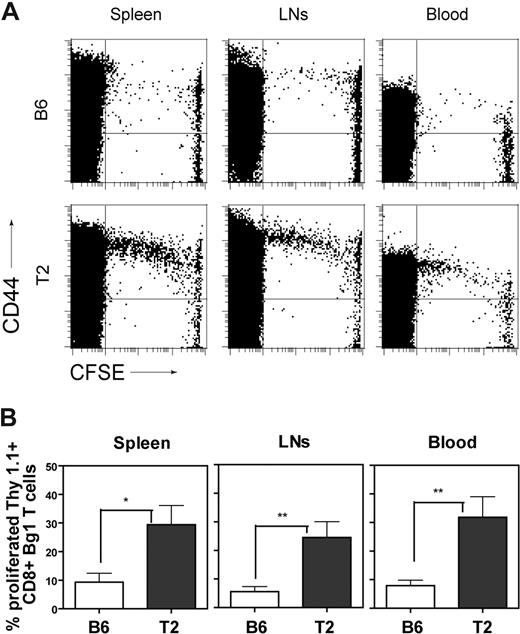 Figure 4. Activation of Bg1 CD8+ T cells in Tie2-LacZ mice. (A) A total of 1.5 × 107 CFSE-labeled splenocytes (corresponding to 3 × 106 CD8+ TCR-transgenic T cells) from Bg1 mice were adoptively transferred into C57BL/6 or Tie2-LacZ mice. Mice were killed on day 4 following transfer and cells from blood, spleen, and lymph nodes were analyzed by flow cytometry for CFSE dilution and CD44 up-regulation on CD8+ lymphocytes. Representative FACS plots from one representative of 2 independent experiments are shown. (B) Quantification of Bg1 T-cell proliferation. A total of 1.5 × 107 CFSE-labeled Bg1 Thy1.1+ splenocytes were injected into C57BL/6 or naive Tie2-LacZ mice. Mice were killed on day 4 following transfer and cells from blood, spleen, and lymph nodes were analyzed by flow cytometry. Values represent mean percentage (± SEM, n = 7; pooled data from 2 independent experiments) of proliferating CD8+Thy1.1+ cells (*P < .05; **P < .005; ***P < .001).