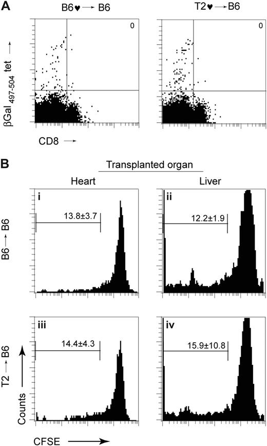 Figure 6. Lack of CD8+ cell activation in naive recipients of Tie2-LacZ vascularized organ grafts. (A) Spontaneous β-gal–specific CD8+ T-cell reactivity measured by tetramer analysis. C57BL/6 recipients received either C57BL/6 (B6 → B6) or Tie2-LacZ (T2 → B6) hearts, and the presence of β-gal497-504–specific CD8+ T cells in blood was assessed by flow cytometry on day 20 after transplantation. (B) Activation of CD8+ Bg1 T cells after adoptive transfer of 1.5 × 107 CFSE-labeled Bg1 splenocytes in C57BL/6 recipients on day 10 after transplantation. (i,iii) Heterotopic heart transplantation with donor organs from C57BL/6 (n = 7, i) and Tie2-LacZ (n = 8, iii) mice. Orthotopic liver transplantation with donor organs from C57BL/6 (n = 5, i) and Tie2-LacZ (n = 4, iii) mice. Mice were killed on day 4 following adoptive transfer, and cells from blood were analyzed by flow cytometry. Values in the histograms represent mean percentages (± SEM) of proliferating CD8+Thy1.1+ cells.