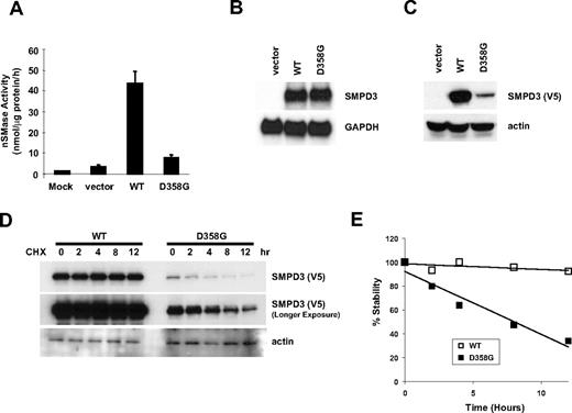 Figure 3. The D358G mutation in SMPD3 causes protein instability. (A) nSMase assay for wild-type and D358G SMPD3 lysate. Crude membrane fractions from F4328 cells expressing retrovirally transduced wild-type or D358G SMPD3 were incubated with 14C-labeled sphingomyelin in the presence of the Mg2+ for 30 minutes at 37°C. The release of 14C-phosphorylcholine in the aqueous phase was measured by scintillation counter. Error bars indicate standard error of the mean. (B,C) F4328 cells were transiently transfected with empty vector, V5-tagged wild-type, or D358G SMPD3. Cells were harvested 48 hours after transfection and were split for Northern (B) and Western blot analysis (C). (D) F4328 cells transiently transfected with either V5-tagged wild-type or D358G SMPD3 were treated with 100 μg/mL cycloheximide for the indicated times, and the total cell lysates were prepared for Western blot by anti-V5 antibody. The middle panel shows a longer exposure of the same blot. (E) Western blot results were quantitated by QuantityOne software (Bio-Rad, Hercules, CA) and protein stability was plotted by percentage of the intensity of band compared with that of the untreated sample. □ indicates wild-type SMPD3; ■, D358G SMPD3.