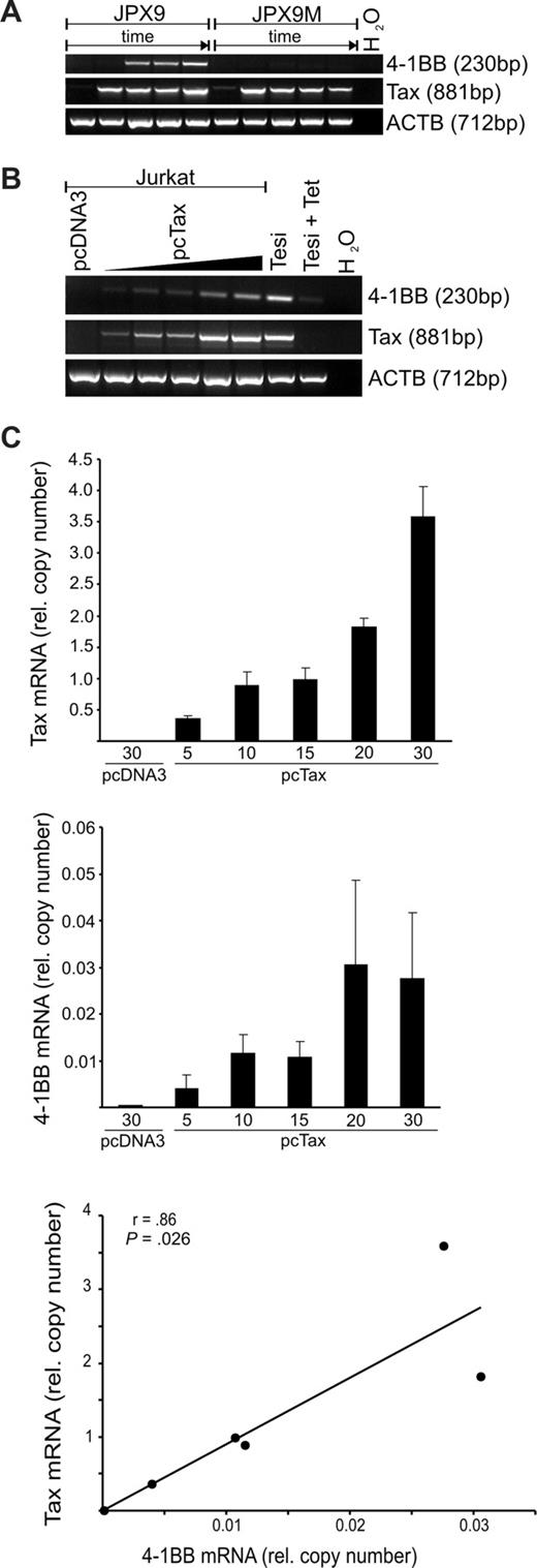 Figure 3. Induction of 4-1BB in T cells by HTLV-1 Tax. (A) Tax expression in JPX-9 (wt Tax) and JPX-9M (inactive Tax mutant) cells was induced by 20 μM CdCl2. RNA was harvested after 0, 6, 12, 24, and 48 hours, and transcripts of Tax, 4-1BB, and ACTB were detected by RT-PCR. (B) Jurkat cells were transfected with increasing amounts (5, 10, 15, 20, or 30 μg) of Tax expression plasmid or 30 μg of pcDNA3 as control. After 48 hours, Tax, 4-1BB and ACTB transcripts were detected by RT-PCR. (C) The Tax, 4-1BB, and ACTB mRNAs in the samples from panel B were quantified by real-time RT-PCR. Correlation of Tax and 4-1BB mRNA expression was tested using Pearson test.