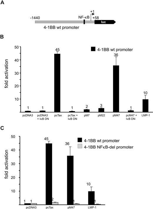 Figure 4. Transactivation of the 4-1BB promoter by HTLV-1 Tax via a single NF-κB site. (A) Schematic representation of the 4-1BB promoter sequence cloned into pGL3basic. Luc represents the open reading frame for the firely luciferase gene, +1 indicates the transcriptional start site. (B) To determine promoter activity, Jurkat T cells were cotransfected with pGL3basic:4-1BBprom (wt) and plasmids as indicated. Luciferase assays were performed 48 hours after transfection. At least 3 independent experiments were performed. Values were normalized to protein content and are given as mean plus or minus standard error. M7, M22, M47: Tax mutants; IκBDN: dominant active inhibitor of NF-κB (IκB); LMP-1: latent membrane protein of the Epstein-Barr virus (NF-κB activator). (C) The responsiveness of the 4-1BB NF-κB–deleted promoter to Tax was analyzed as described in panel B and compared with the 4-1BB wt promoter.