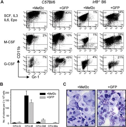 Figure 1. Ectopic expression of Mef2c inhibits granulocytic differentiation in both Irf8+/+ and Irf8−/− BM cells. BM cells were enriched for Linneg progenitors and infected with indicated vectors and sorted for GFP infection before plating into methylcellulose cultures with the designated cytokines. (A) Flow cytometric analysis of cells isolated from methylcellulose cultures after 1 week show the loss of Gr1+ cells in cultures infected with Mef2c. The percentage of cells within each immunotyped population is indicated. Typical results of 4 independent experiments. (B) Colony numbers and colony types from infected B6 BM cultures were scored after 1 week, showing a decrease in colonies containing mature granulocytes, in agreement with FACS analysis. Error bars denote standard deviation from the mean. (C) Cytospins of cells isolated from methylcellulose cultures from Mef2c- or GFP-infected Irf8−/− BM cells demonstrate the absence of granulocytic forms, consistent with the results from the FACS analysis shown in the right panel of panel A.