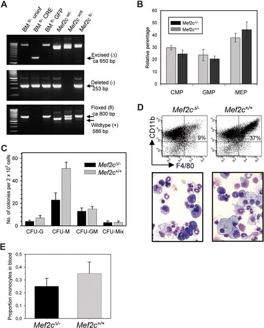 Figure 3. Inactivation of Mef2c results in reduction of monocytic progenitors. (A) PCR of genomic DNA isolated from BM used for analysis to verify the presence of an excised allele (Δ), the loss of the floxed allele (fl) after excision, and a deleted allele (−) from the constitutively inactivated allele. As controls (last 3 lanes), nonhematopoietic DNA was analyzed that has not been subject to CRE recombinase. (B) BM from Mef2cfl/− MxCRE or Mef2c+/+ MxCRE littermates, all subjected to pI/pC treatment, was subjected to FACS analysis to determine the relative levels of early myeloid compartments within the Lin- population. Shown is the mean and standard deviation (n = 3). (C) To determine the level of committed GM progenitors, BM cells were also analyzed in a myeloid colony assay. Colony number and morphology were scored 1 week after plating. Shown is the result of one experiment performed in triplicate. Error bars denote standard deviation from the mean. Experiment was repeated 4 times with similar values. (D) FACS analysis and stained cytospins of cells dispersed from methylcellulose cultures demonstrate the relative loss of macrophages (CD11b+/F4-80+) in differentiating cultures of BM cells lacking active Mef2c. (E) The proportion of monocytic cells (CD11b+/Gr1−) relative to granulocytes (CD11b+/Gr1+) cells is consistently decreased in the blood of Mef2cΔ/− mice relative to Mef2c+/+ mice (n = 5). Error bars denote standard deviation from the mean.