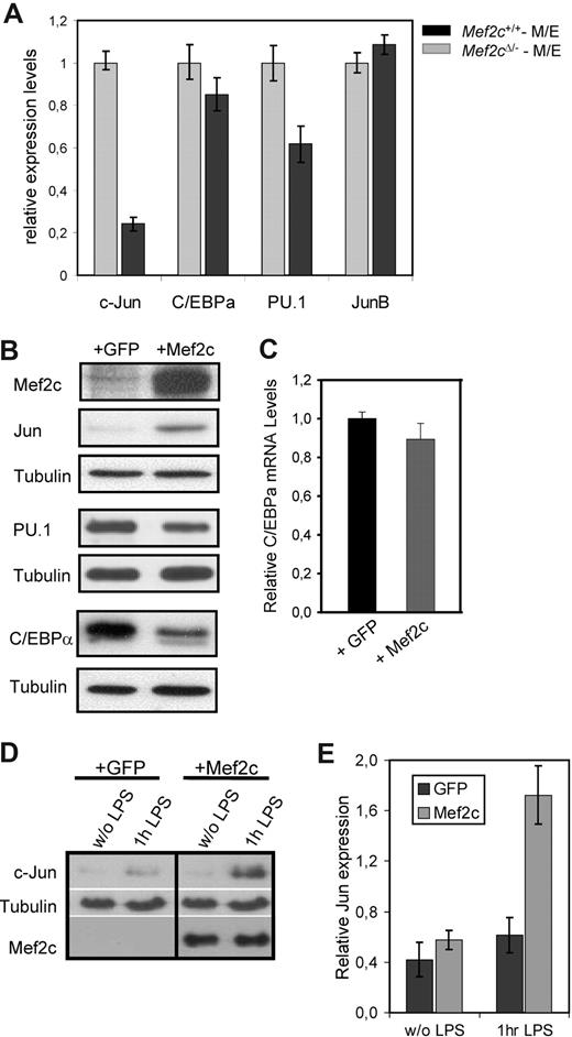 Figure 4. Jun transcript and protein levels correlate with Mef2c levels. (A) Quantitative real-time PCR was performed on M/E myeloid cells established from BM from either Mef2cfl/− or Mef2c+/+ mice and subsequently exposed to CRE recombinase. RNA levels were normalized against Hprt values, and the expression levels found in Mef2c+/+ cells were set as 1. Shown is one experiment performed in duplicate. (B) To determine the effect of increased levels of Mef2c expression, Mef2c+/+ M/E cells were infected with either Mef2c/GFP or GFP control vectors and sorted for GFP expression. Western blot analysis was performed on whole-cell lysates, and the indicated proteins were visualized using the appropriate antibodies. It should be noted that retroviral Mef2c RNA levels in the transduced M/E cells were equivalent to that observed in tissue macrophages (data not shown). (C) Although C/EBPα protein levels were reduced, no significant difference in RNA levels were detected by quantitative RT-PCR (mean of 2 quantifications). Hprt transcript levels were used to normalize transcript levels. (D) LPS stimulation increases the production of c-Jun in cells expressing Mef2c. FDC-P1 cells were engineered to express Mef2c by retroviral transduction and then subjected to LPS for 1 hour. Western blot analysis shows increased levels of c-Jun in Mef2c cultures. A vertical line has been inserted to indicate repositioned gel lanes. (E) Quantitative RT-PCR analysis demonstrates an increase in Jun transcripts after LPS treatment in Mef2c-overexpressing cells. Hprt analysis was used to normalize transcript levels; Jun transcript levels are shown relative to that found in NIH3T3 cells. Error bars denote standard deviation from the mean.