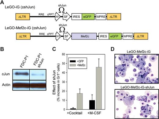 Figure 5. shRNA against Jun increases the relative level of granulopoiesis. (A) Schematic representation of the LeGO-iG lentiviral vectors used to drive expression of GFP or Mef2c with and without shRNA against Jun (shJun). Mef2c expression is driven by the promoter of the SFFV enhancer/promoter, whereas the shRNA is driven by the murine H1 promoter. (B) Western blot analysis demonstrating the effective suppression of Jun expression in FDC-P1 cells infected with LeGO-iG shJun, as compared with control cells. (C) Bar graph demonstrating the percentage increase in the granulocytes (Gr1+ cells) in methycellulose cultures of BM cells receiving shJun, as compared with that of control infections (ie, without shJun, but otherwise under the same conditions and identical vectors). Values were calculated for cultures receiving GFP alone (+GFP) or Mef2c (+Mef2c), and with either a cytokine cocktail or M-CSF, as indicated. Shown is the average and standard error of 2 independent experiments. (D) Cytospins of cells stimulated with M-CSF in methylcellulose cultures show increased numbers of granulocytes in cultures expressing shJun.